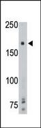 Protein Tyrosine Phosphatase Receptor Type G antibody, PA5-15524, Invitrogen Antibodies, Western Blot image 