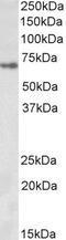 Zinc Finger Protein 157 antibody, PA5-37973, Invitrogen Antibodies, Western Blot image 