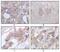 Serine/Threonine/Tyrosine Kinase 1 antibody, NBP1-47511, Novus Biologicals, Immunohistochemistry paraffin image 