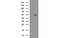 Amyloid Beta Precursor Protein Binding Family B Member 3 antibody, MBS533081, MyBioSource, Western Blot image 