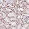 Lamin B2 antibody, NBP2-49368, Novus Biologicals, Immunohistochemistry frozen image 