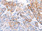 Frizzled Class Receptor 4 antibody, CSB-PA706537, Cusabio, Immunohistochemistry frozen image 