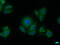 Apoptosis Inducing Factor Mitochondria Associated 2 antibody, CSB-PA874794LA01HU, Cusabio, Immunofluorescence image 