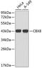 Chromobox 8 antibody, 18-765, ProSci, Western Blot image 