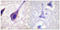 BH3 Interacting Domain Death Agonist antibody, LS-C117631, Lifespan Biosciences, Immunohistochemistry paraffin image 