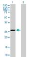 Mitochondrial Ribosomal Protein S35 antibody, H00060488-B01P, Novus Biologicals, Western Blot image 