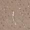 POU Class 3 Homeobox 4 antibody, HPA031984, Atlas Antibodies, Immunohistochemistry paraffin image 