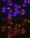 Reticulocalbin-1 antibody, GTX64662, GeneTex, Immunofluorescence image 