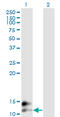 BGP antibody, LS-C196748, Lifespan Biosciences, Western Blot image 