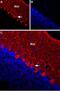 Potassium voltage-gated channel subfamily G member 1 antibody, GTX16711, GeneTex, Western Blot image 