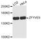 Zinc Finger FYVE-Type Containing 9 antibody, STJ111537, St John