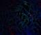 GDNF Family Receptor Alpha 3 antibody, NBP1-77035, Novus Biologicals, Immunocytochemistry image 