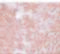 Transmembrane Protein 70 antibody, 5645, ProSci, Immunohistochemistry paraffin image 