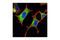 Crmp2 antibody, 9393S, Cell Signaling Technology, Immunofluorescence image 