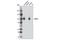 Glutamate Ionotropic Receptor AMPA Type Subunit 4 antibody, 8070P, Cell Signaling Technology, Western Blot image 