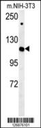 Importin 7 antibody, 61-926, ProSci, Western Blot image 