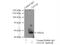 GATA Binding Protein 4 antibody, 19530-1-AP, Proteintech Group, Immunoprecipitation image 