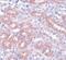 Anaphase Promoting Complex Subunit 5 antibody, PA5-20946, Invitrogen Antibodies, Immunohistochemistry frozen image 