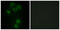 BMX Non-Receptor Tyrosine Kinase antibody, abx013518, Abbexa, Western Blot image 