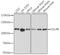 Cullin-4B antibody, A12696, ABclonal Technology, Western Blot image 