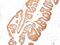 Kallikrein Related Peptidase 3 antibody, GTX34990, GeneTex, Immunohistochemistry paraffin image 