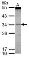 Scm Polycomb Group Protein Like 1 antibody, PA5-30165, Invitrogen Antibodies, Western Blot image 