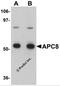 Cell Division Cycle 23 antibody, 5733, ProSci, Western Blot image 