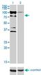 Zinc Finger Protein 274 antibody, MA5-21159, Invitrogen Antibodies, Western Blot image 