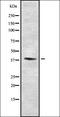 SET Domain Containing 7, Histone Lysine Methyltransferase antibody, orb337205, Biorbyt, Western Blot image 