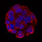 Glucagon antibody, MAB1249, R&D Systems, Immunofluorescence image 