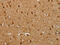 Alpha 2-HS Glycoprotein antibody, CSB-PA068521, Cusabio, Immunohistochemistry frozen image 