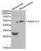 Angiopoietin Like 3 antibody, A0689, ABclonal Technology, Western Blot image 