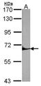 Protein Tyrosine Phosphatase Non-Receptor Type 6 antibody, NBP1-32179, Novus Biologicals, Western Blot image 