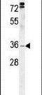 5-Hydroxymethylcytosine Binding, ES Cell Specific antibody, PA5-24476, Invitrogen Antibodies, Western Blot image 