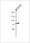 Origin Recognition Complex Subunit 3 antibody, PA5-35161, Invitrogen Antibodies, Western Blot image 