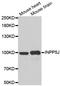 Inositol Polyphosphate-5-Phosphatase J antibody, A10752-1, Boster Biological Technology, Western Blot image 