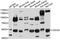 Cadherin Related 23 antibody, abx003739, Abbexa, Western Blot image 