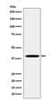 Folate Receptor Alpha antibody, M02254, Boster Biological Technology, Western Blot image 