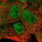 Leukotriene A4 Hydrolase antibody, HPA017017, Atlas Antibodies, Immunofluorescence image 