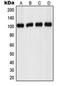 Adhesion G Protein-Coupled Receptor F1 antibody, orb215405, Biorbyt, Western Blot image 