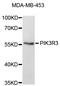 Phosphoinositide 3 kinase, p110 gamma antibody, STJ24999, St John