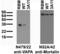 VAMP Associated Protein A antibody, 75-495, Antibodies Incorporated, Western Blot image 