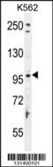 Taste 1 Receptor Member 2 antibody, 56-026, ProSci, Western Blot image 