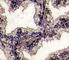 Lactotransferrin antibody, F50631-0.4ML, NSJ Bioreagents, Immunohistochemistry frozen image 
