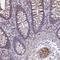 Urea transporter 1 antibody, HPA059570, Atlas Antibodies, Immunohistochemistry frozen image 