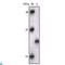 MAPK Activated Protein Kinase 5 antibody, LS-C812834, Lifespan Biosciences, Western Blot image 