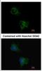 Taste 1 Receptor Member 1 antibody, NBP2-20571, Novus Biologicals, Immunocytochemistry image 