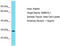 NEDD4 Binding Protein 2 Like 1 antibody, TA337455, Origene, Western Blot image 