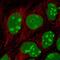 EMG1 N1-Specific Pseudouridine Methyltransferase antibody, PA5-65231, Invitrogen Antibodies, Immunofluorescence image 