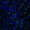 T Cell Immunoreceptor With Ig And ITIM Domains antibody, RF16055, ProSci, Immunofluorescence image 